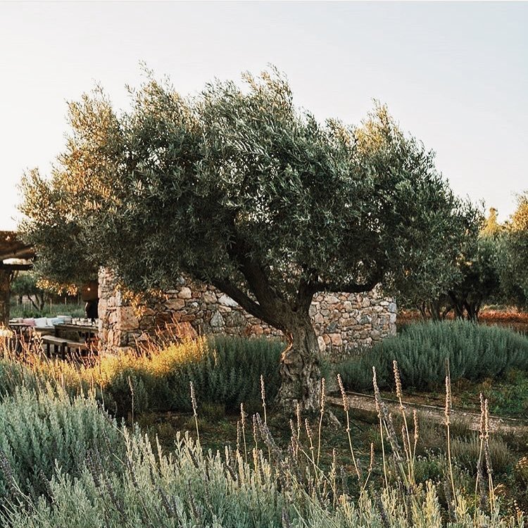 Φωτογραφία: Facebook The Margi Farm @themargifarm