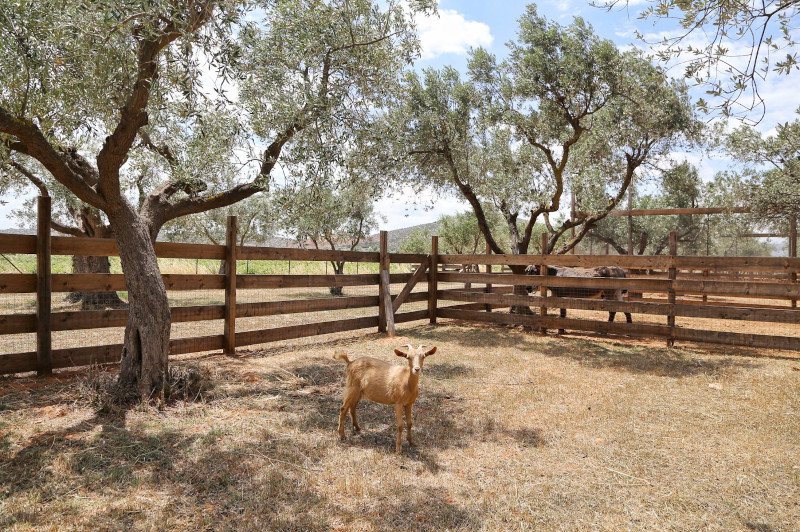 Φωτογραφία: Facebook The Margi Farm @themargifarm