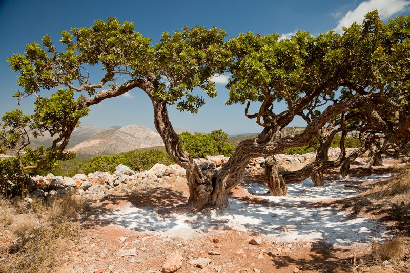 Μαστιχόδενδρα