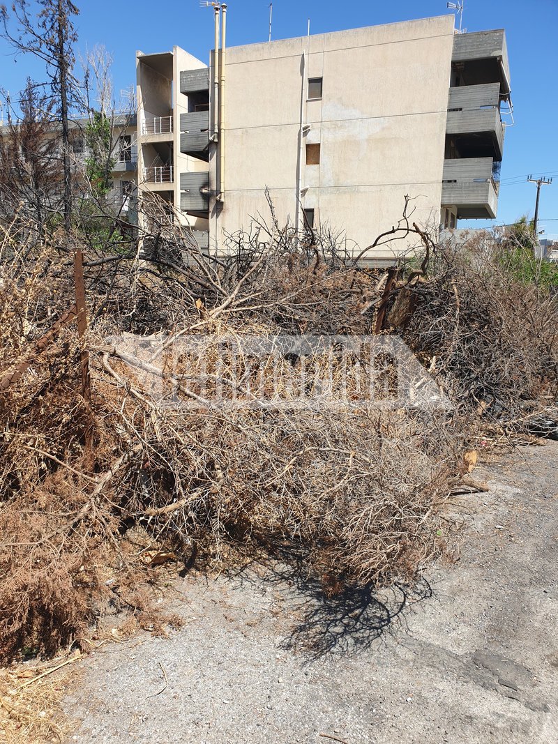 Καμένα δέντρα, κούτσουρα και κλαδιά στο Μάτι