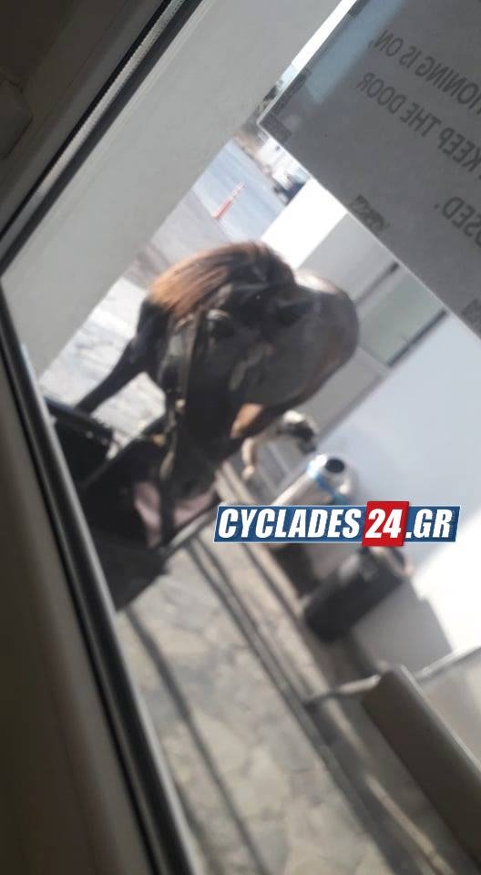 Το άλογο που εισέβαλε στο αεροδρόμιο της Νάξου