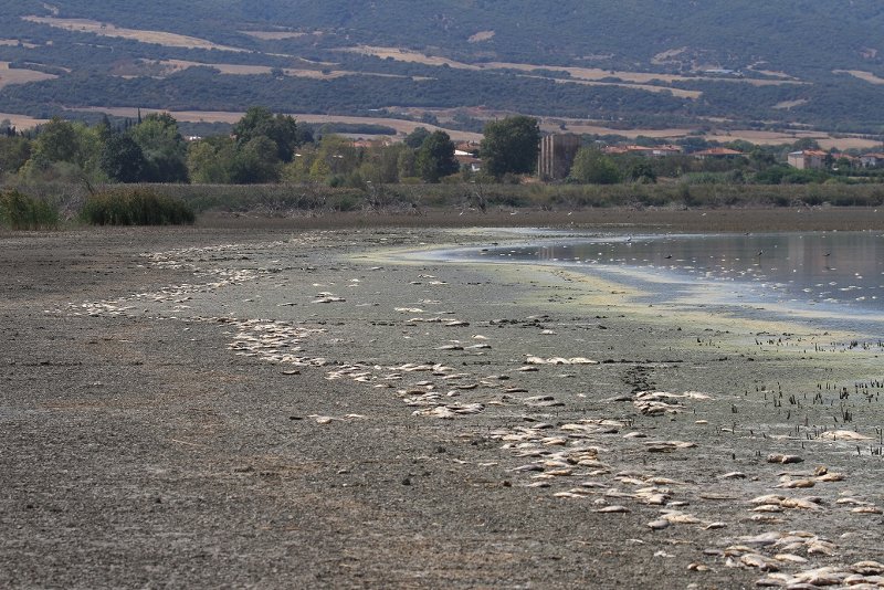 Νεκρά ψάρια στη λίμνη Κορώνεια