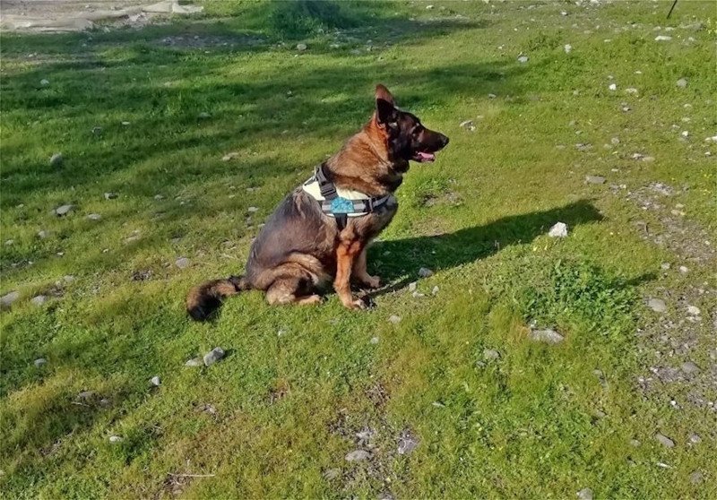 Η Ντάικα εντόπισε δύο δηλητηριασμένα δολώματα κι έναν ακόμα νεκρό δηλητηριασμένο σκύλο