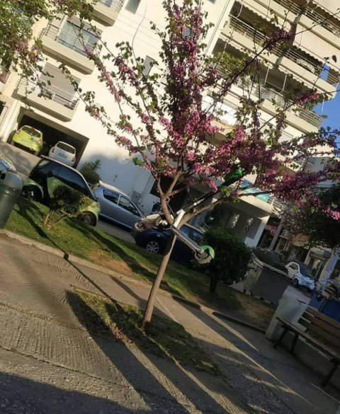Τα παρατάνε πάνω σε δέντρα