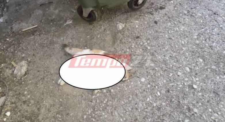 Μια από τις οκτώ γάτες που εντοπίστηκαν στην Πάτρα