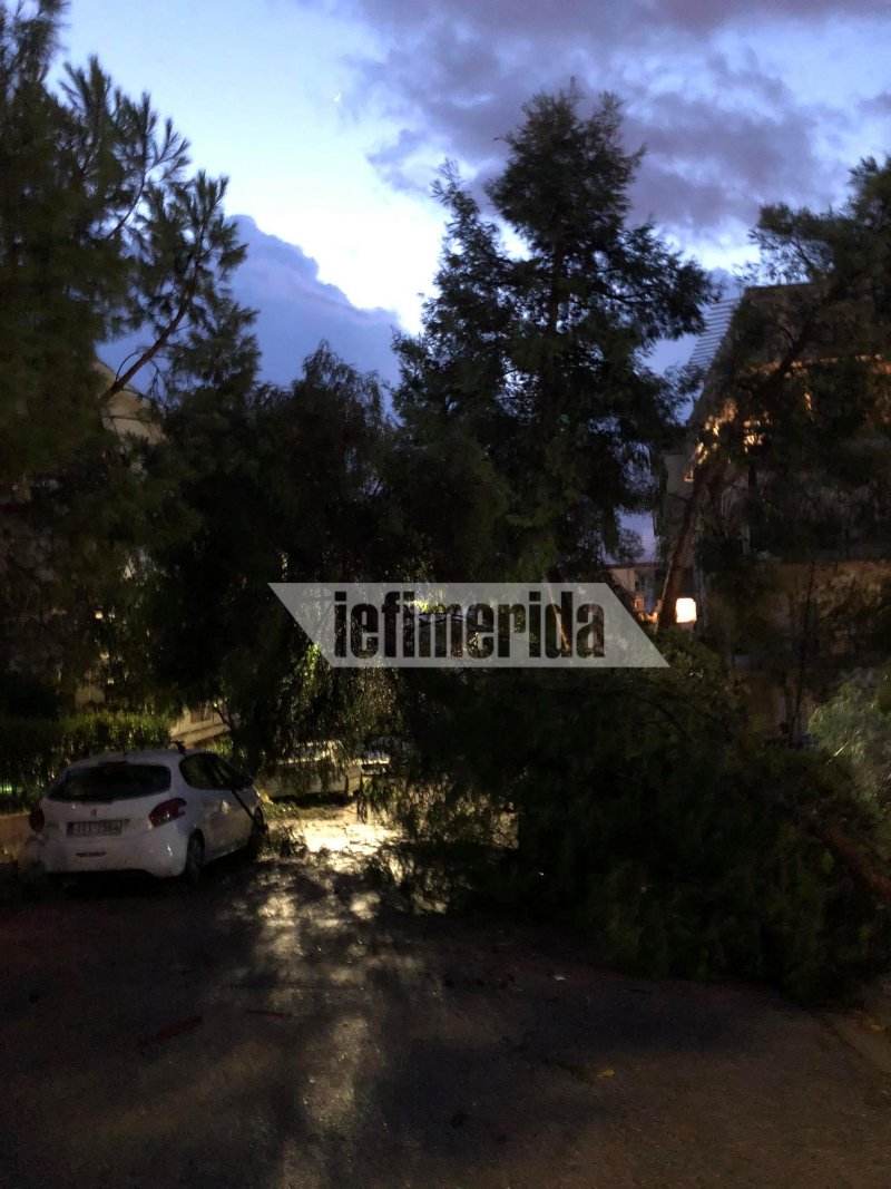 Πεσμένο δέντρο στην περιοχή του Ηρακλείου λόγω της κακοκαιρίας