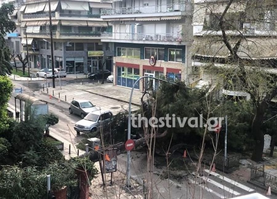 πεσμενο δεντρο