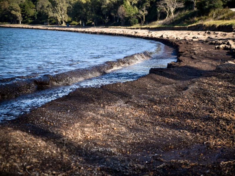 Ολη η παραλία στην Πρέβεζα καλύφθηκε από φύκια