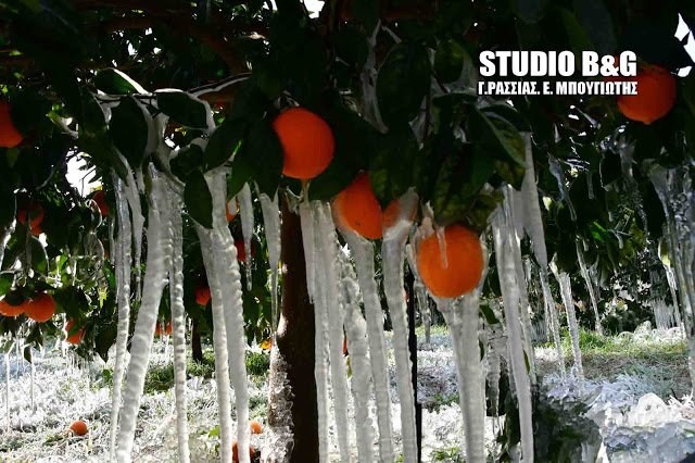 Πάγωσαν τα πορτοκάλια στους -2