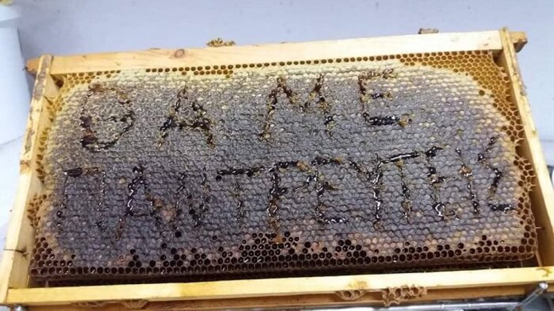 «Θα με παντρευτείς» γράφει η κηρήθρα