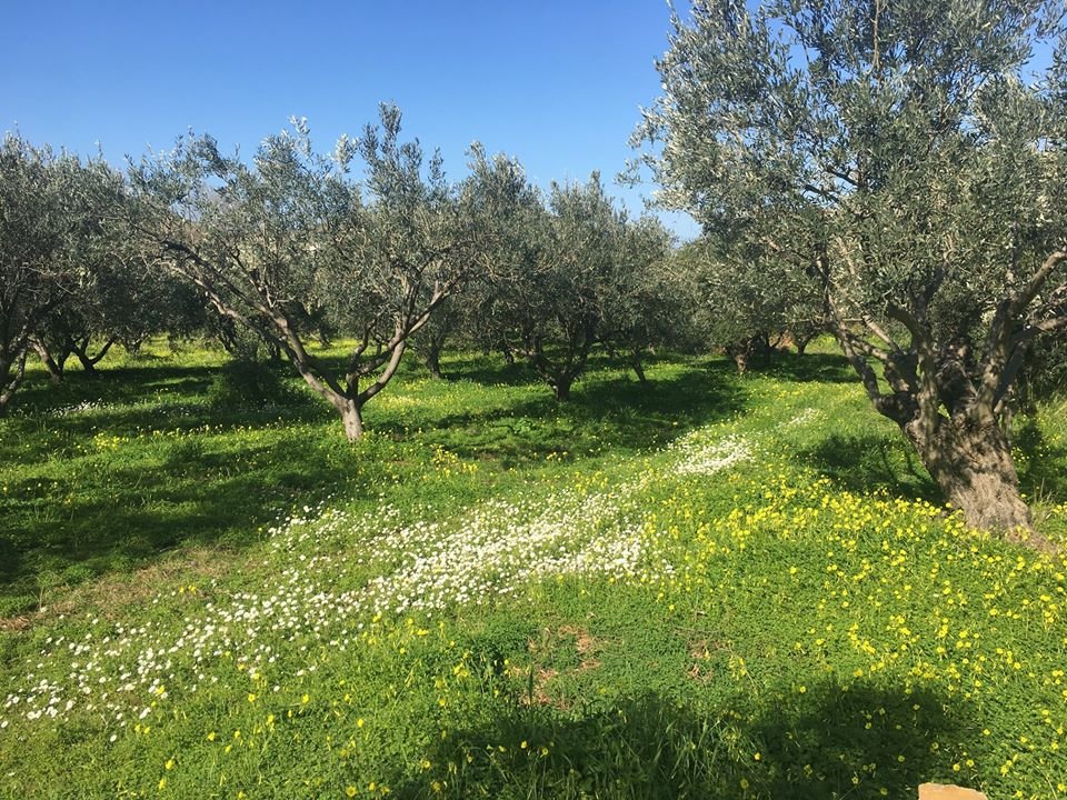 Στα αγροτουριστικά καταλύματα μπορείτε να γνωρίσετε από πρώτο χέρι τις καθημερινές εργασίες σε μια φάρμα/Φωτογραφία: Facebook Red Tractor Farm