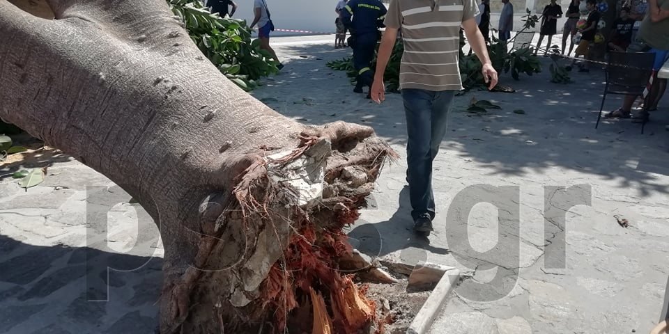 Ξεριζωμένο δέντρο στην Πάρο