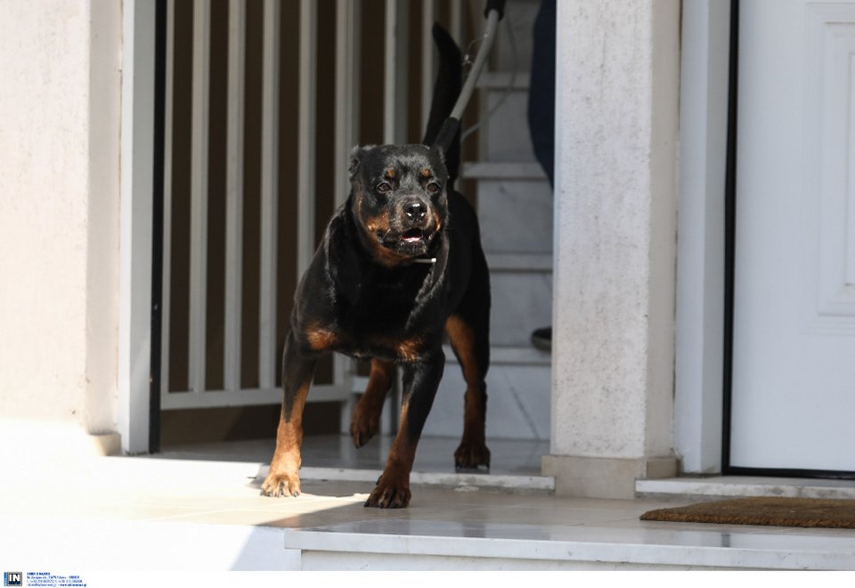 Το ροτβάιλερ που επιτέθηκε και σκότωσε το μόλις δύο μηνών κοριτσάκι στα Γλυκά Νερά