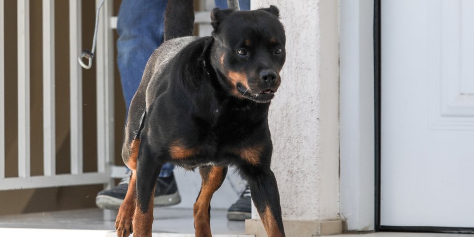 Το ροτβάιλερ που κατασπάραξε το δύο μηνών παιδάκι σττα Γλυκά Νερά /