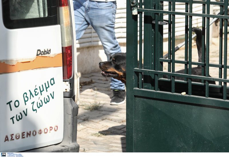 Το ροτβάιλερ που σκότωσε το δύο μηνών βρέφος οδηγείται από άνδρα της φιλοζωικής -Φ