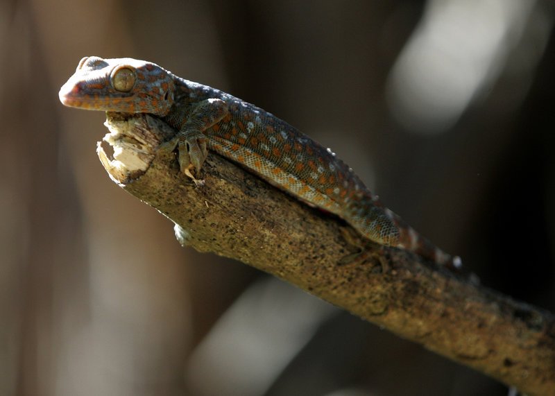 Μία σαύρα gecko