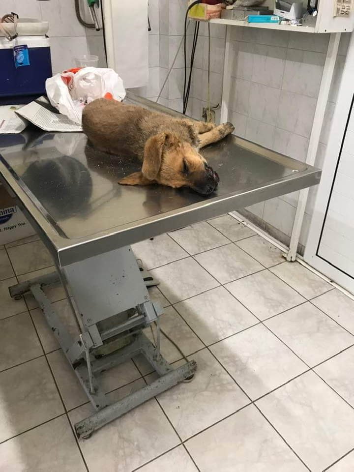 σκύλος μέγαρα