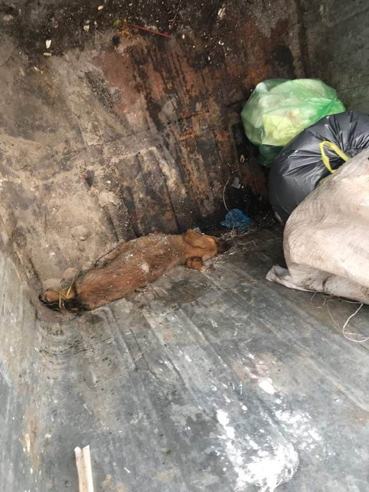 σκύλος μέγαρα