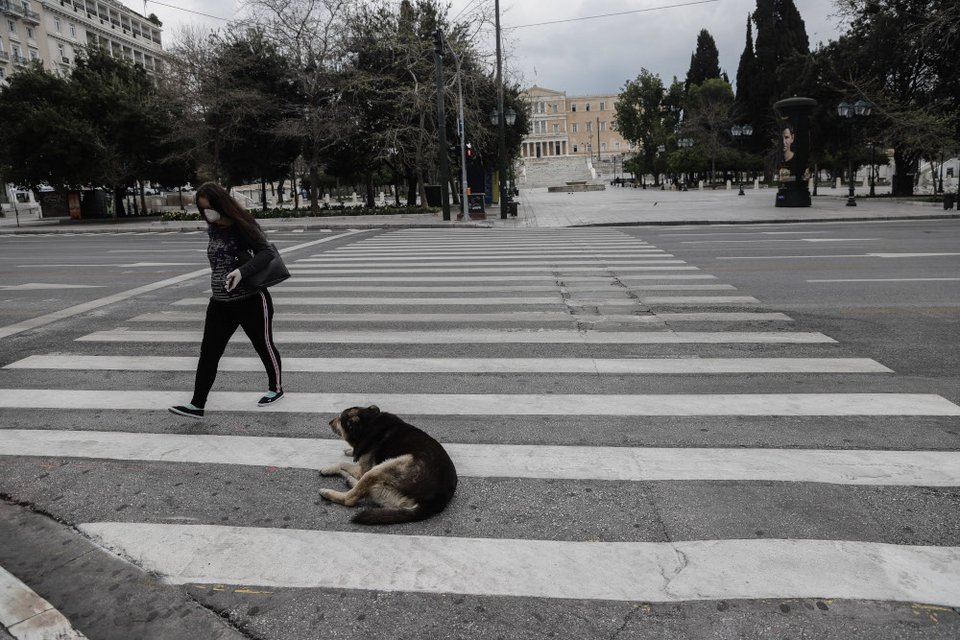 Σκυλί κάθετε πάνω στον δρόμο στην Αθήνα