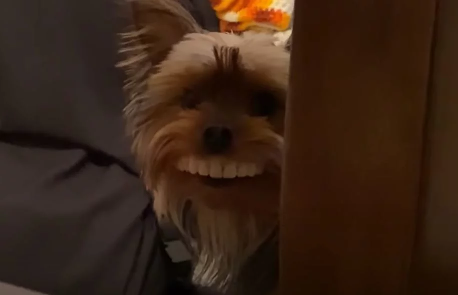 Μόλις είδε τον σκύλο του, ο ιδιοκτήτης του ξέσπασε σε γέλια