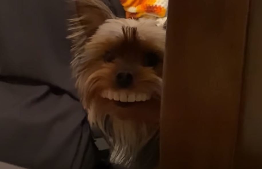 Μόλις είδε τον σκύλο του, ο ιδιοκτήτης του ξέσπασε σε γέλια 