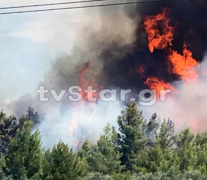 Η φωτιά καίει πευκοδάσος στον Θεολόγο
