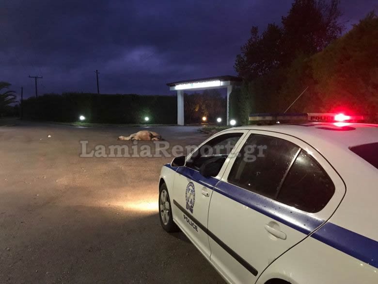 Στο σημείο έσπευσε άμεσα περιπολικό της ΕΛ.ΑΣ.
