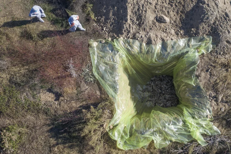 Φωτογραφία από drone με κλιμάκιο της Κτηνιατρικής Υπηρεσίας να διενεργεί υγειονομική ταφή μετά από τη θανάτωση με ευθανασία των πρώτων βιζόν που εντοπίστηκαν θετικά στον κορωνοϊό σε φάρμα στη Κοζάνη Φωτογραφία: ΑΠΕ-ΜΠΕ/ΔΗΜΗΤΡΗΣ ΤΟΣΙΔΗΣ