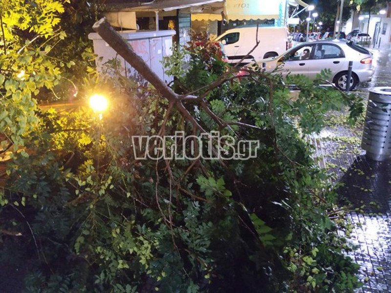 Κομμένα δέντρα στη Βέροια