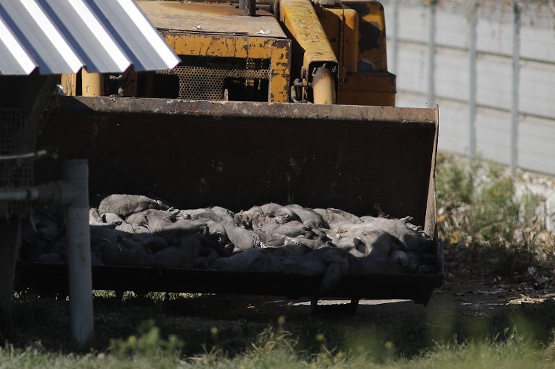 Φωτογραφία από drone με κλιμάκιο της Κτηνιατρικής Υπηρεσίας να διενεργεί υγειονομική ταφή μετά από τη θανάτωση με ευθανασία των πρώτων βιζόν που εντοπίστηκαν θετικά στον κορωνοϊό σε φάρμα στη Κοζάνη