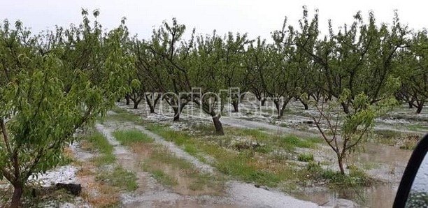 Ζημιές σε αγροτικές καλλιέργειες με ροδάκινα και νεκταρίνια προκάλεσε το χαλάζι που έπληξε αρκετές περιοχές της Ημαθίας.