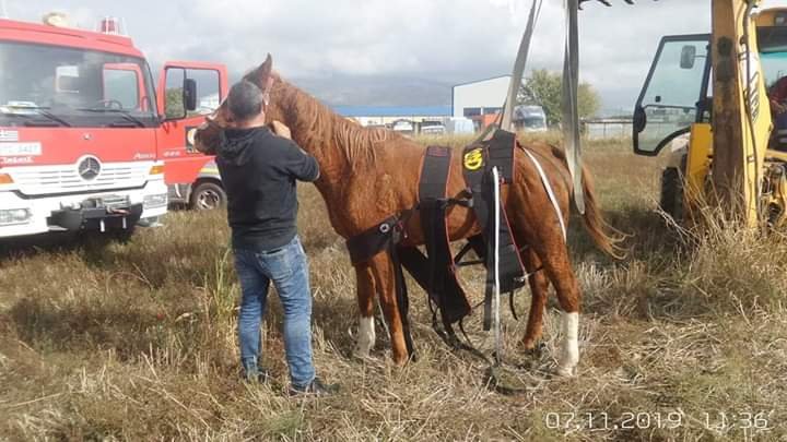 Το εντυπωσιακό καφέ άλογο, στιγμές μετά την διάσωσή του