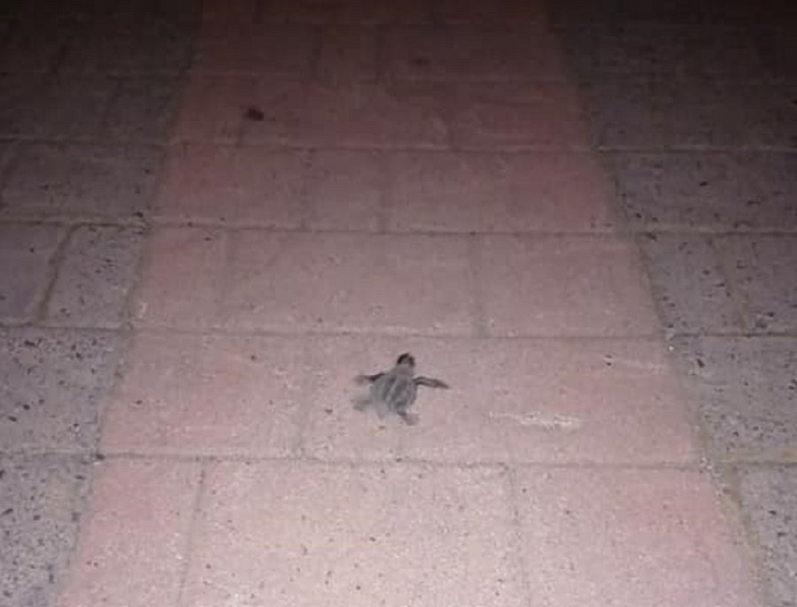 Χελωνάκια στο πεζοδρόμιο του Μάλεμε έχασαν το δρόμο προς τη θάλασσα