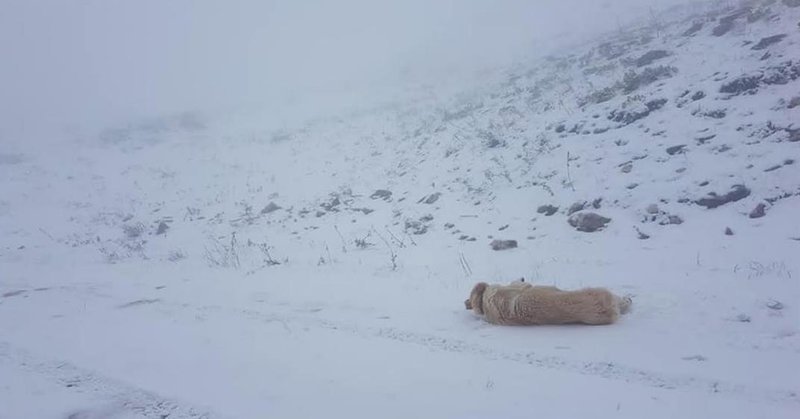 Ενας σκύλος έχει ξαπλώσει και παίζει στο χιόνι στο χωριό Συρράκο στα Τζουμέρκα