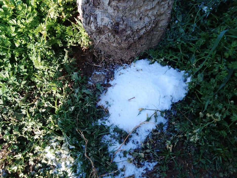 Οι εικόνες με το χοντρό αλάτι στις ρίζες των πλατάνων στη Νέα Παραλία Θεσσαλονίκης αναρτήθηκαν στο Facebook