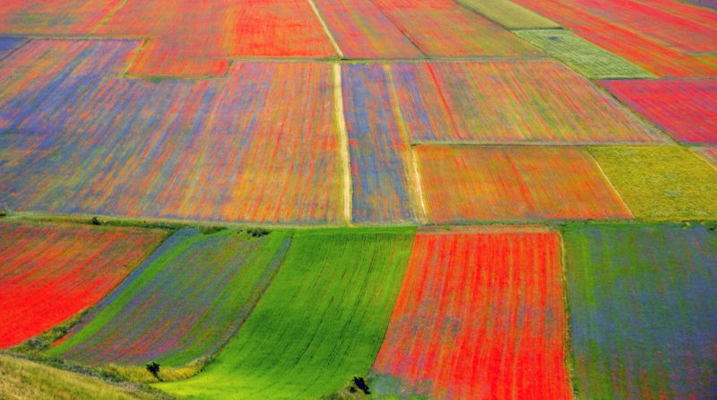 Οι ανθισμένες πεδιάδες στο Castelluccio.