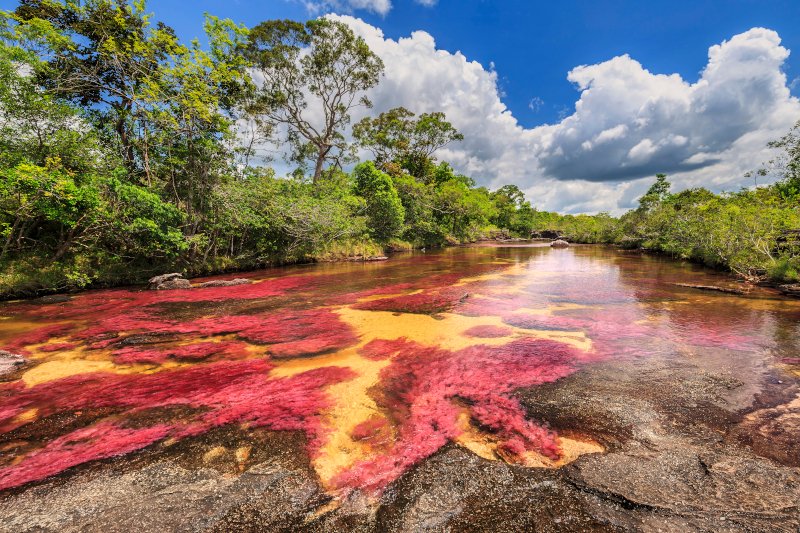 Τα χρωματιστά νερά του ποταμού Caño Cristales