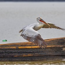 Αργυροπελεκάνος στη λίμνη Κερκίνη των Σερρών
