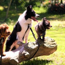 Σκύλοι σε δένδρο