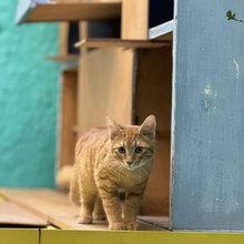 Cat Cafe Athens