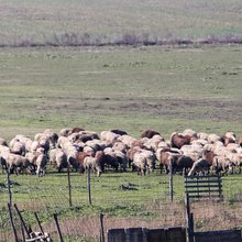 Αιγοπρόβατα 