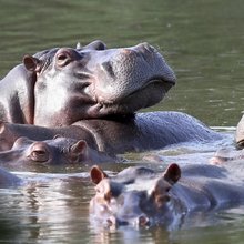Απόγονοι των ιπποποτάμων του Πάμπλο Εσκομπάρ στην Κολομβία