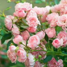 Οι τριανταφυλλιές μπορούν να φουντώσουν με αυτά τα 4 απλά μυστικά 