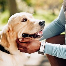 ζώα συντροφιάς