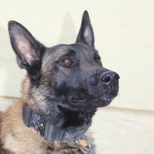 Πέθανε ο θρυλικός σκύλος ανιχνευτής Echo