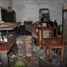 γάτες Νάξος