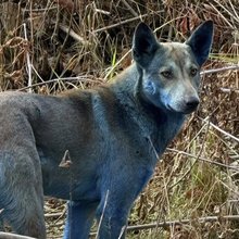 Τουλάχιστον τρία σκυλιά εντοπίστηκαν τον Οκτώβριο να είναι καλυμμένα σχεδόν από άκρη σ’ άκρη με μια μπλε ουσία / DOGS OF CHERNOBYL
