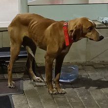 Η σκυλίτσα που βρέθηκε σε κάδο σκουπιδιών στη Μεγαλόπολη