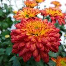 Χρυσάνθεμα/Φωτογραφία Shutterstock