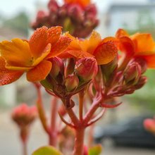 Το φυτό που θα ανθίσει τον Δεκέμβριο